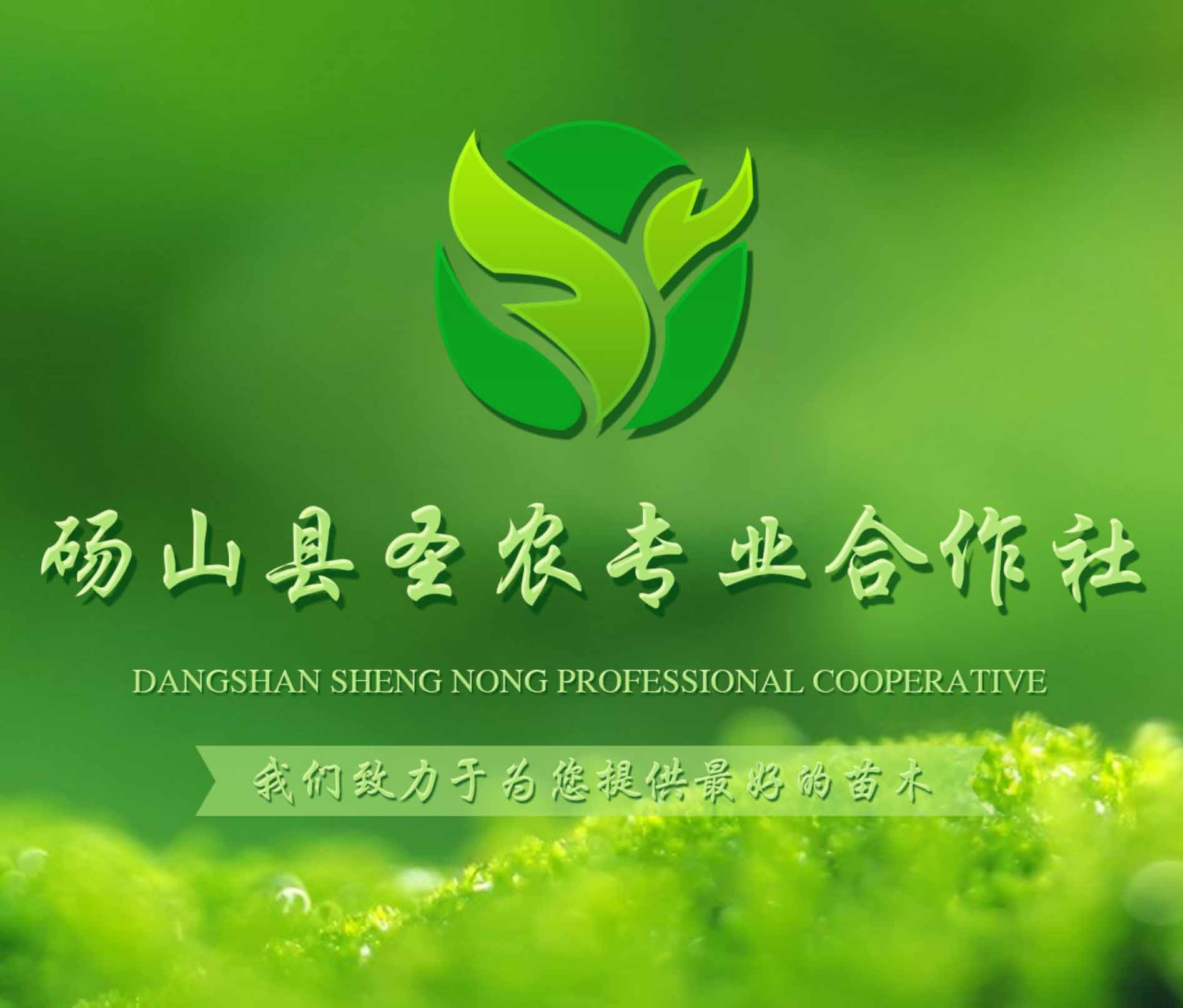 碭山縣圣農(nóng)專(zhuān)業(yè)合作社